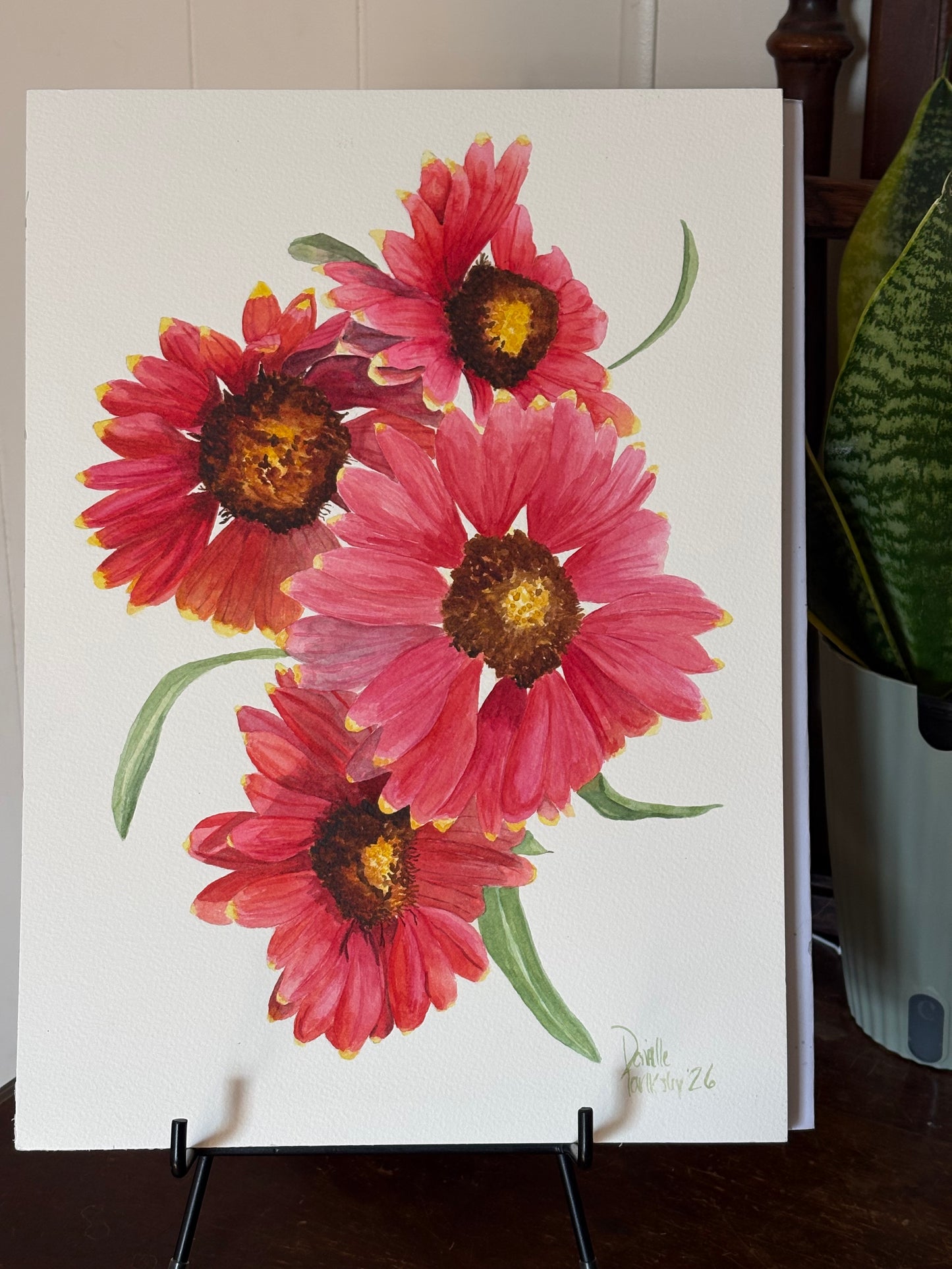 Indian Blanket Flowers