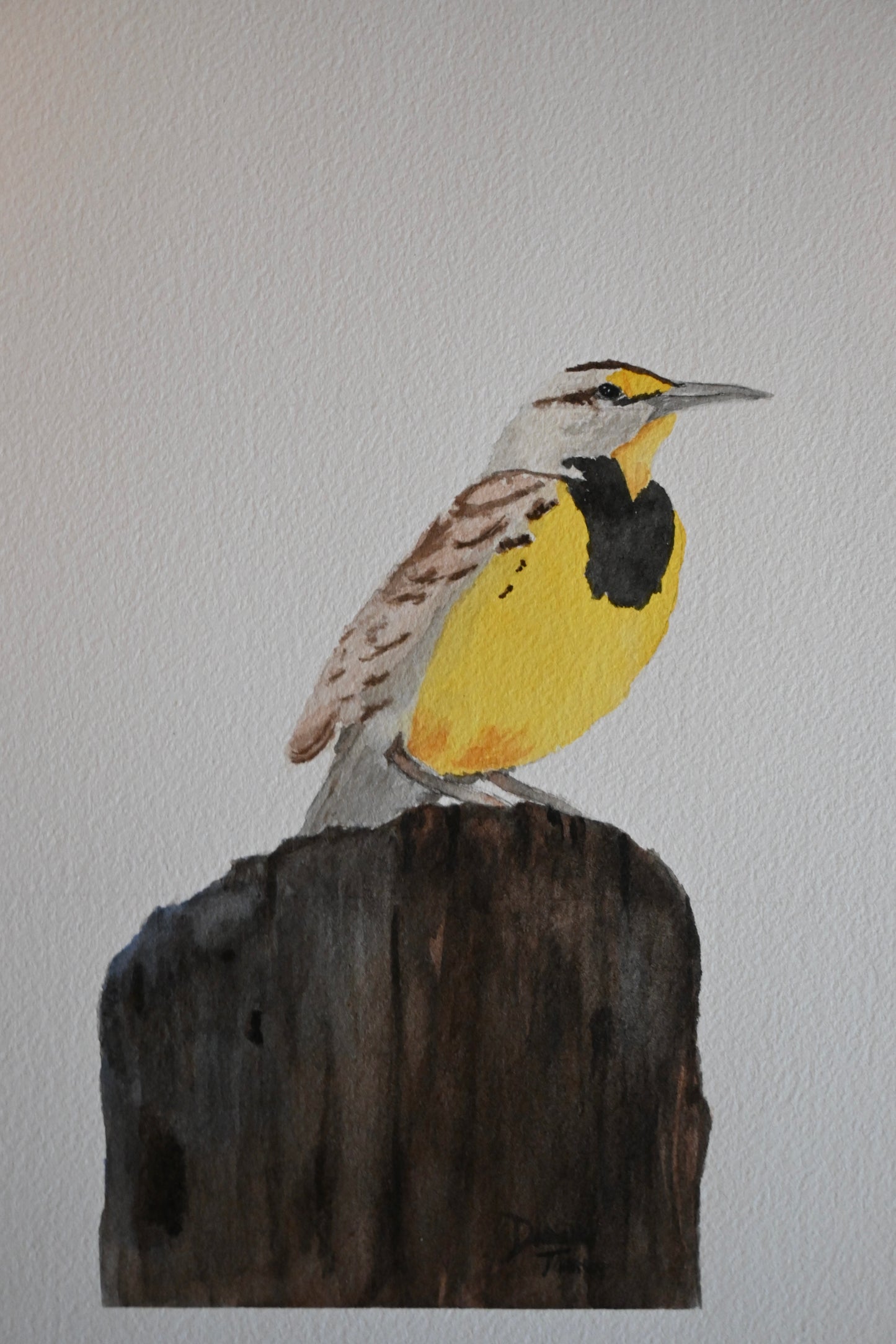 Western Meadowlark