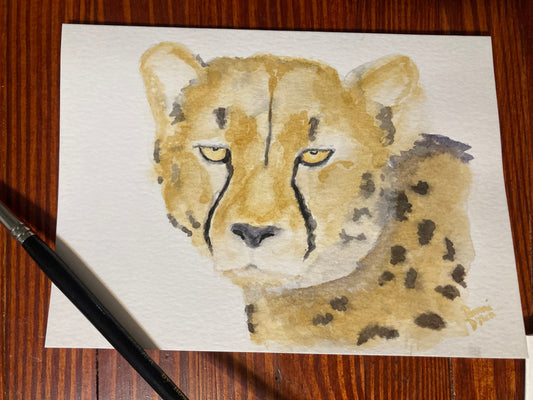 Safari Card Series