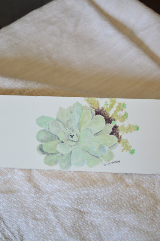 Succulents on Board