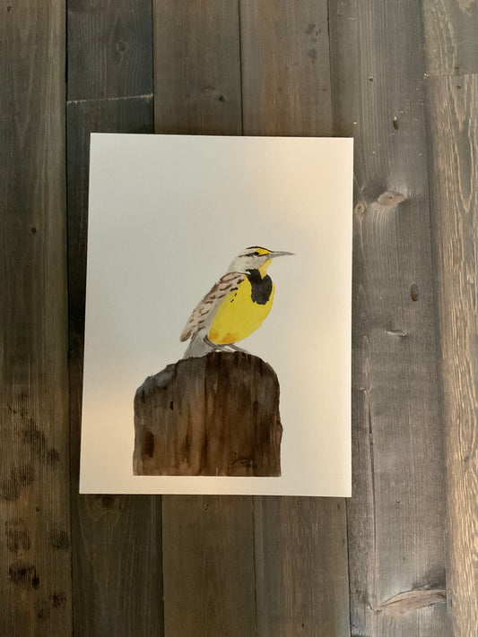 Western Meadowlark