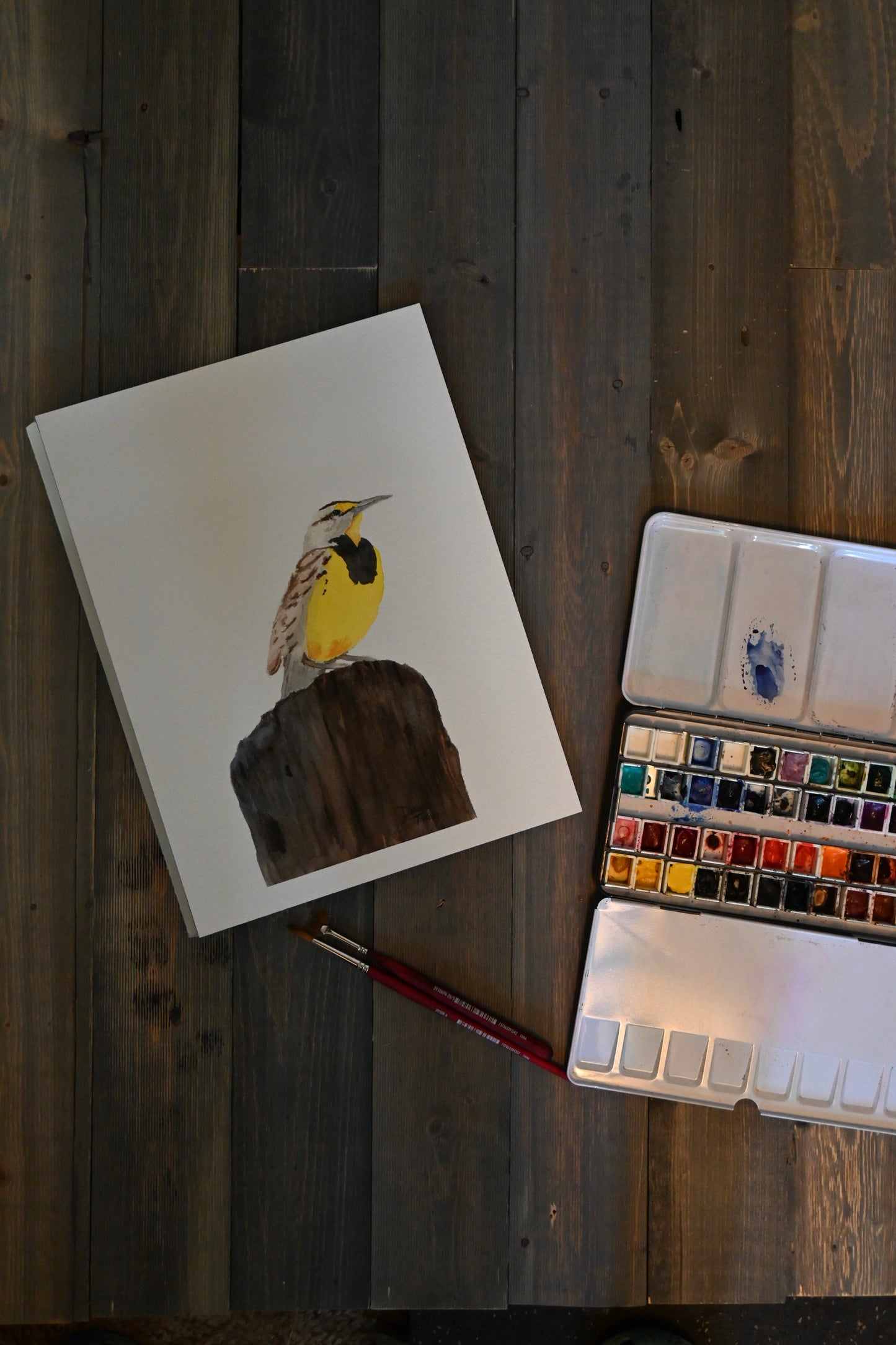 Western Meadowlark