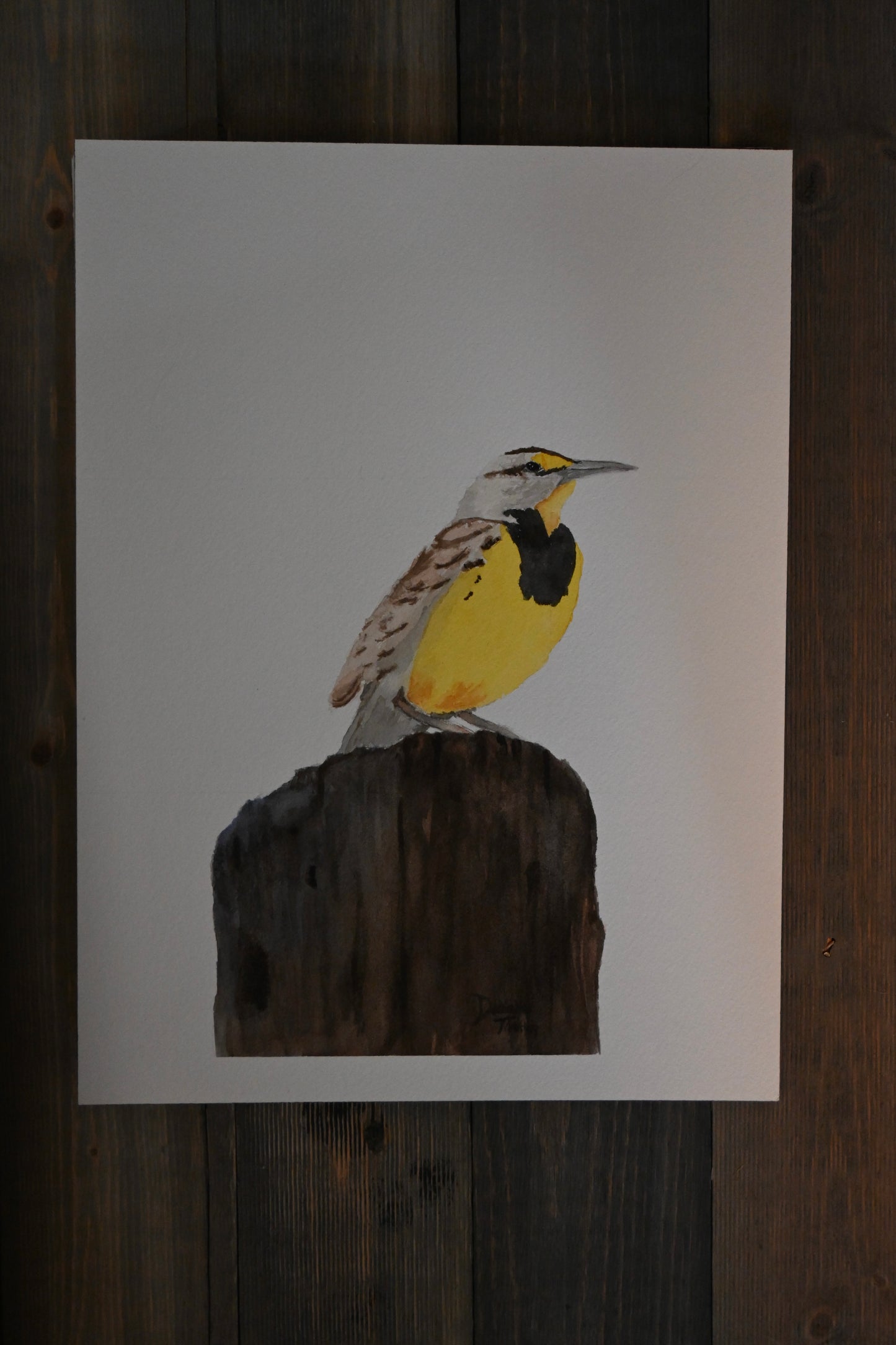 Western Meadowlark