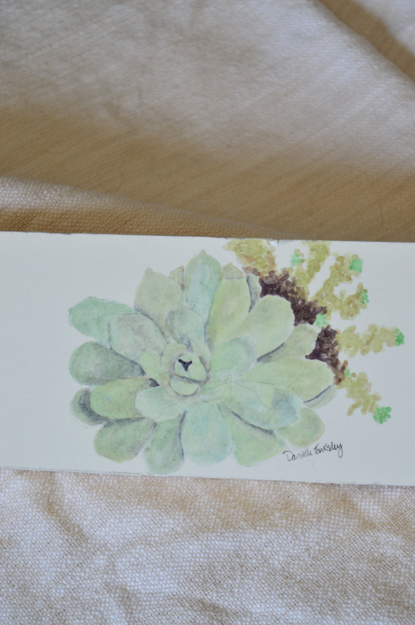 Succulents on Board