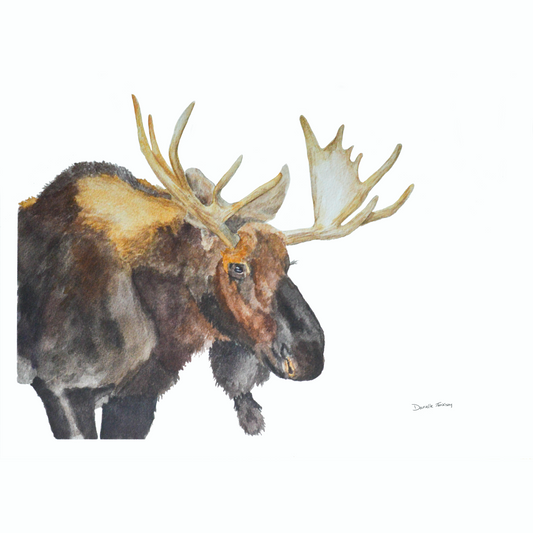 Framed Canvas Moose Print