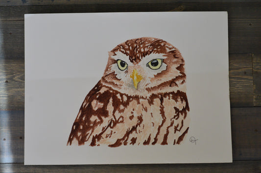 Burrowing Owl Original Watercolor