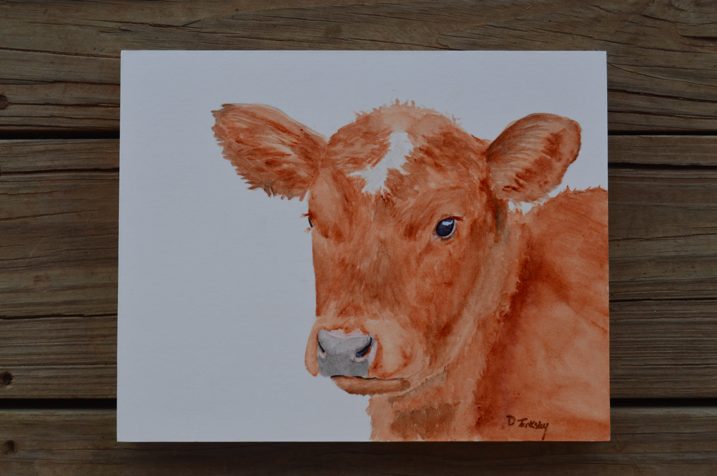 Red Angus Calf