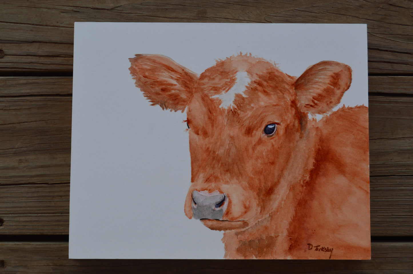 Red Angus Calf