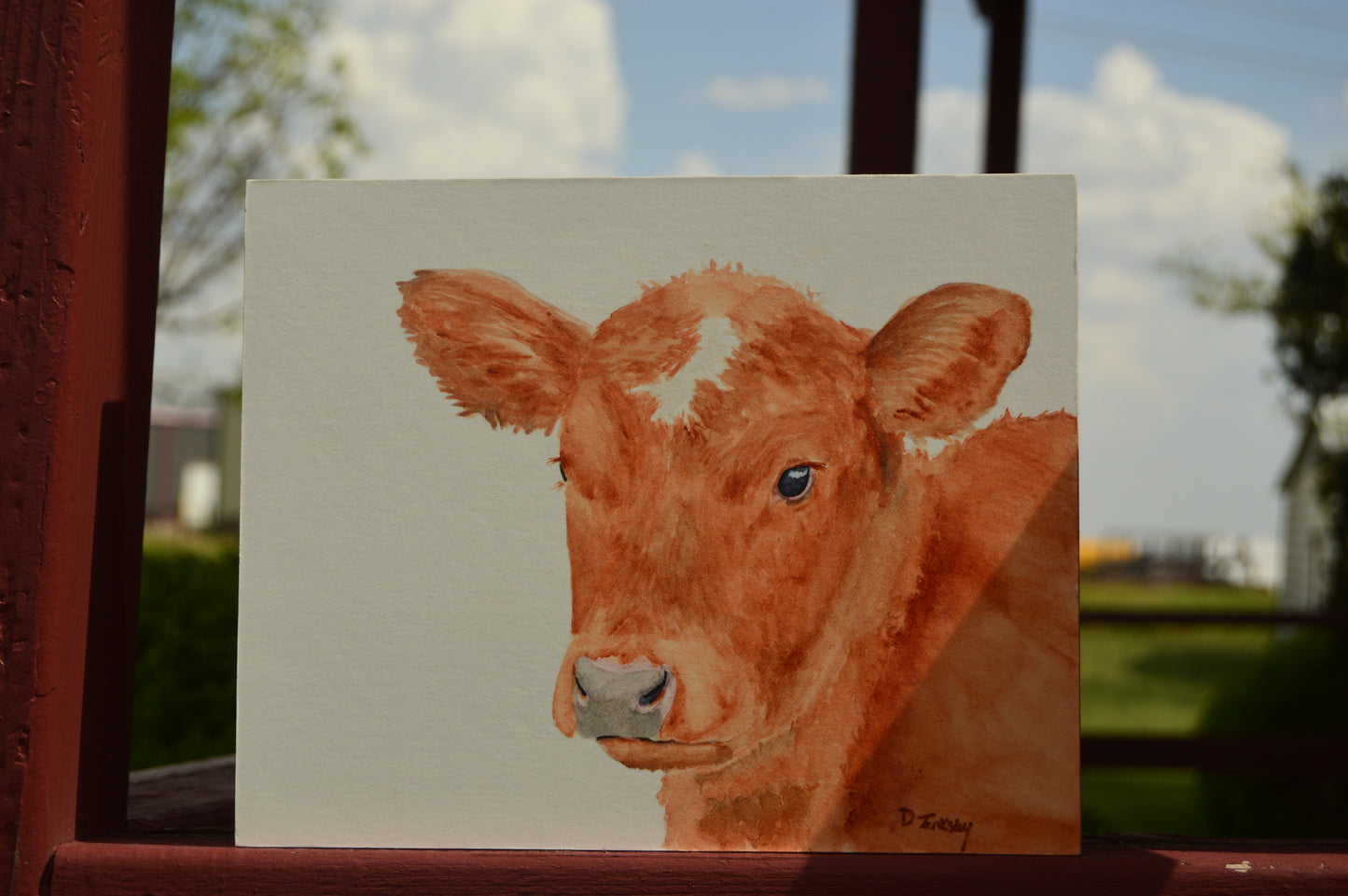 Red Angus Calf