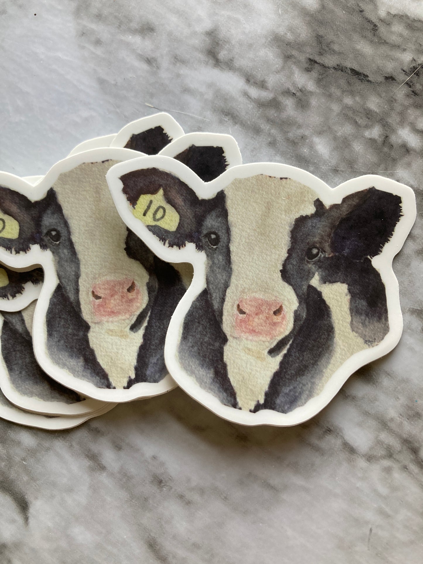 Holstein Calf Watercolor Sticker
