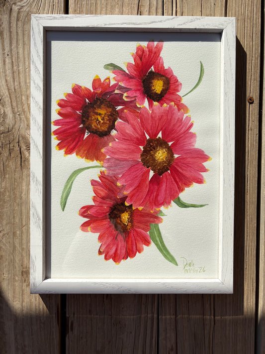 Indian Blanket Flowers
